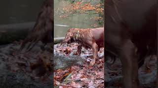 Taking a dip with Soho Dino wetdog dogcollar spaniel dogsswimming happydog [upl. by Nosreh505]