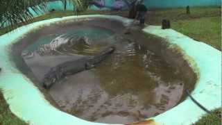 Worlds Largest Crocodile Crowned in the Philippines [upl. by Aekin]