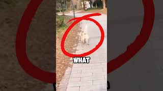 Dogs Funny Reactions To Getting Their Leash Dropped funny dog [upl. by Bough]