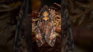 Deaths head hawk moth mini photo l shoot Halloween 🎃 moths moth hawkmoth [upl. by Ivett]