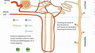 Excretion and the Kidney Part 6 IB Biology [upl. by Ursas]