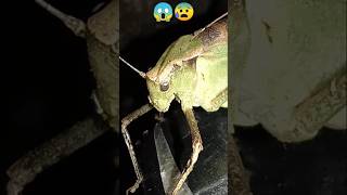 The giant falseleaf katydid😱 insects bug nature animals wildlife [upl. by Salahcin]