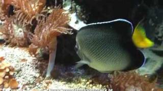 Apolemichthys xanthurus filmed by httpwwwmeerwasservideothekde [upl. by Janeta510]