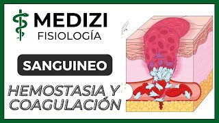 Clase 36 Fisiología Sanguínea  Hemostasia y coagulación Plaquetas IGdoctorpaiva [upl. by Dagny]