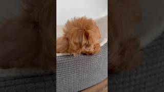 Red headed Bear 🐻 puppies cute dogs shorts cutedogs funny fluffy maltipoo [upl. by Iaras]