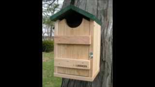 Screech barn barred owl boxes for sale [upl. by Okun]