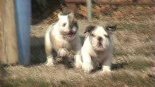 Bulldog Puppies running [upl. by Drugi719]