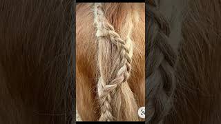 fun and easy braids and designs in the horses hair make it fun horses mains tails [upl. by Ahsinik]