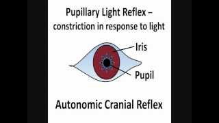 Pupillary Light Reflex  Cranial Nerves II amp III [upl. by Karilynn28]