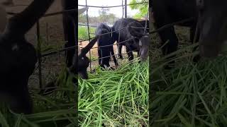 Munchies cutegoats babygoats goats goatfarm goatlife asmreating raisinggoats goatkids [upl. by Llaccm]