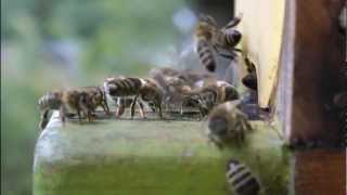 Vom Leben in der Wabe Bienenhaltung in Südtirol [upl. by Einwat]