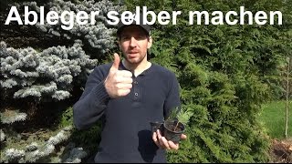 Thuja vermehren Stecklinge Ableger von Koniferen machen selber ziehen [upl. by Kameko129]