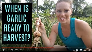 When to Harvest Garlic  a unique tip for curing and storage [upl. by Namaan282]