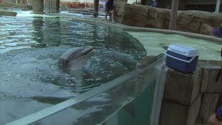 Trainers keep dolphins safe in 119 degree heat [upl. by Ollie]