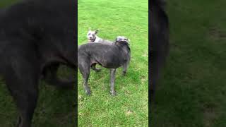 CANE CORSO VS AMERICAN BULLY  The corso just keeps running over him lol [upl. by Dorie860]