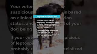 Leptospirosis in dogs doghealth dogsafety leptospirosis vetcare geniusvets pethealth dogcare [upl. by Aloise]