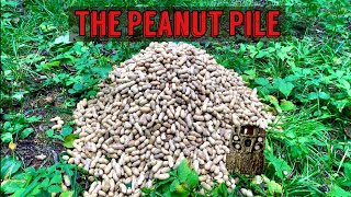 The Legendary Journey of the Peanut Food for Thought [upl. by Gnof]