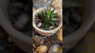 Haworthia limifolia easy care succulents  gardeningaesthetics succulentcare succulent [upl. by Mathilda]