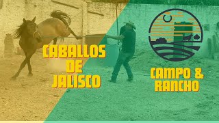 CABALLOS DE JALISCO [upl. by Nobe446]