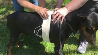 Doberman Holter Monitor home application A service of the House of Hoytt [upl. by Naor]