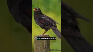 Unknown Facts about Blackbird 😱  Fascinating bird 🤯  facts viral ytstudio shorts amazingfacts [upl. by Namrej]