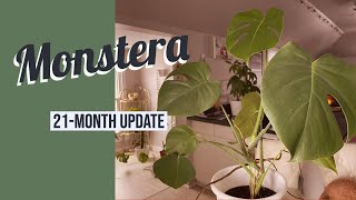 Monstera Deliciosa Grown from Seed  21 Month Update [upl. by Aneelehs]