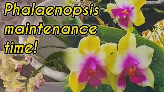 NEW Phalaenopsis orchid maintenance Repotting and bleach treatment [upl. by Attelrahs870]