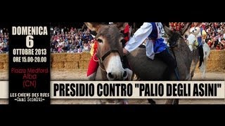 Presidio contro il quotPalio degli asiniquot Alba Cn [upl. by Hsirap864]