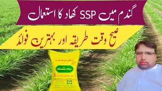 Use of Single Super Phosphate SSP ka Estimal Ghulam Shabeer Velogs [upl. by Zima]