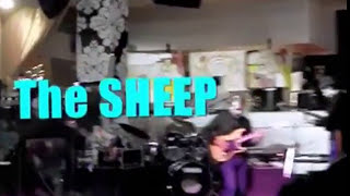 The Sheep  Pink Floyd Tribute Band  ECHOES [upl. by Silverstein]