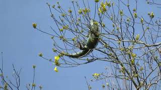 Green Iguana will climb anywhere for these flowers [upl. by Etteyafal]