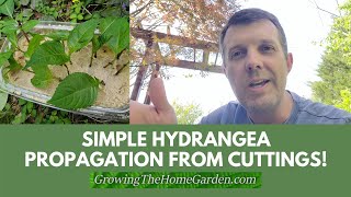 Simple Hydrangea Cutting Propagation Hydrangea macrophylla [upl. by Deraj]