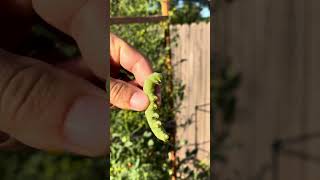 Giant tomato hornworm 🐛🍅hornworm caterpillar tomato insect gardenlife monster cherry [upl. by Esyahc]