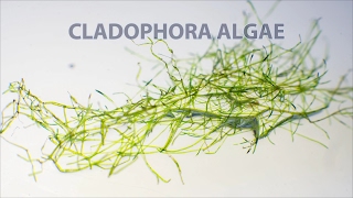 Водоросль кладофора в аквариуме Cladophora algae [upl. by Fonville]