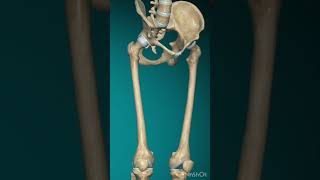 Hip joint movement anatomy hipjoint humanbiology science learnbiology [upl. by Esilana846]