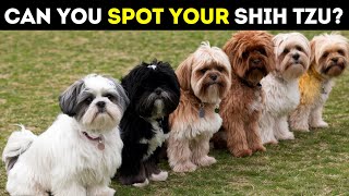 How to Identify 9 Different Types of Shih Tzu  Every Owner Should Know [upl. by Charbonneau]