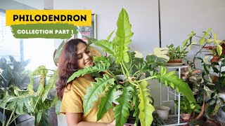 My New Philodendron Collection  Easiest to Most Challenging 🌿 [upl. by Goldstein]