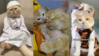 BRUSCHIMICHIS 😹  Compilación de Gatos Que Se Volvieron Virales ¡Ríete Sin Parar [upl. by Annanhoj993]