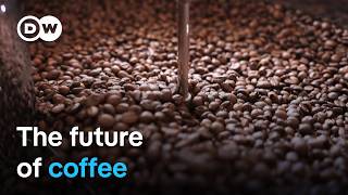 How climate change threatens coffee production  DW Documentary [upl. by Ynaiffit]