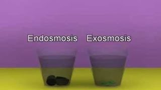 Process of Endosmosis and exosmosis [upl. by Naugan468]