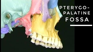 PterygoPalatine fossa  head anatomy [upl. by Ellah447]