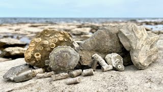 Death Plates Crinoids Brachiopods and Other Fun Fossils [upl. by Zeiger]