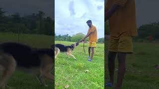 දෙන්නෙම නෑ 😱😮 germanshepherd [upl. by Gibby675]