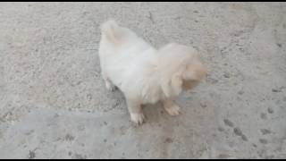 Top Quality Full Bushy Pomeranian Puppies Available For Sale [upl. by Ahseinek]