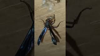 quotNatures ArchitectThread Waisted Wasp Nests Amidst ThunderstormquotviralNatures Wildlife⛈️ [upl. by Emelun]