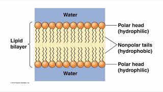 Alpha Helices Across Lipid Bilayer BIOS 041 [upl. by Plantagenet177]