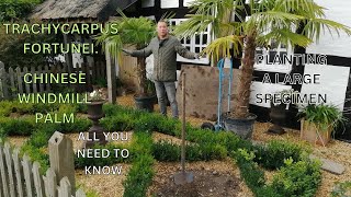 Planting a Trachycarpus Fortunei Chinese Windmill Palm UK Exotic Plants [upl. by Bihas]