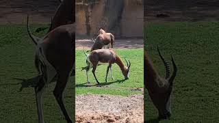 Blesboks en la Sabana del Bioparc Valencia shorts zoo [upl. by Scopp]