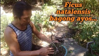 Bagong ayos ficus natalensis [upl. by Diane]