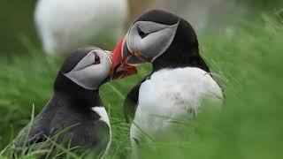 Kissing puffins Mykines Faroe Islands [upl. by Yssep248]